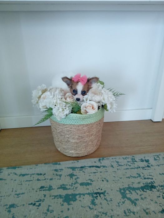 Chihuahua Pelo Longo