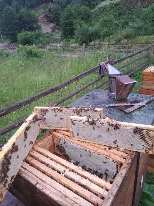 Натуральний мед Липа з Чебрецем (свіжий збір)