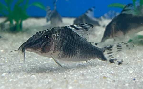Rarytas Corydoras semiaquilis kirysek kirys sumik
Peru Black Cory
