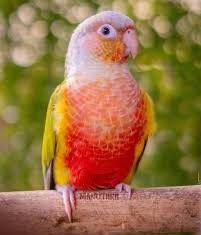 pyrrhuras pineapple  para acabar de criar a mão