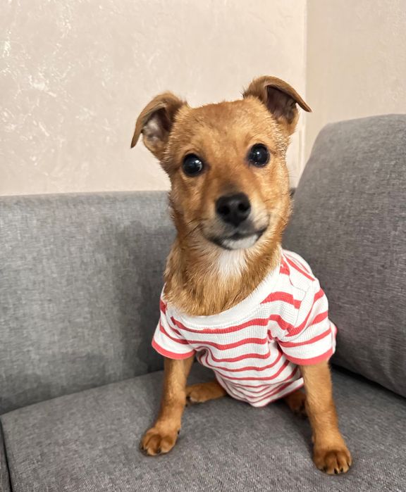 Цуценя вакциноване, є ветпаспорт.