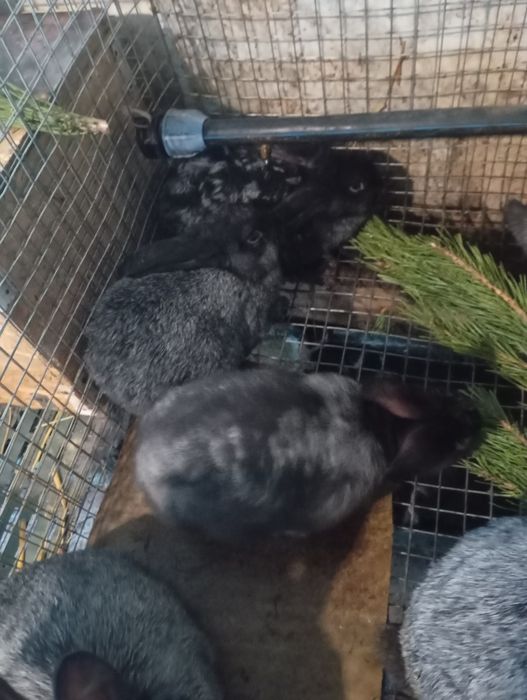 Продам кролів "Полтавське срібло"