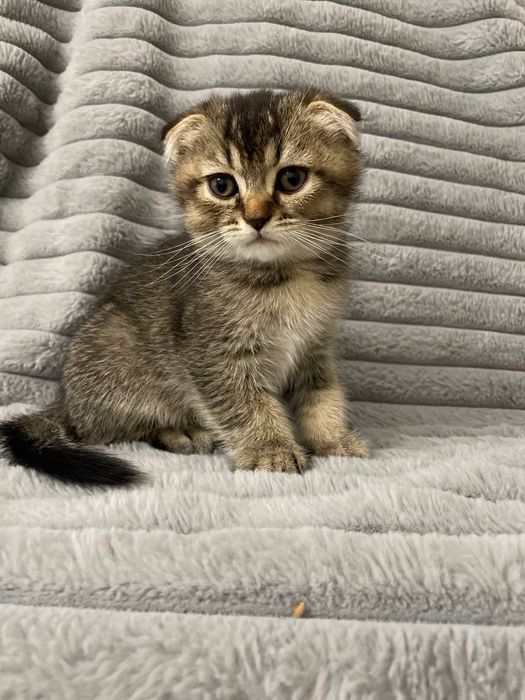 Шотландська золота шиншила