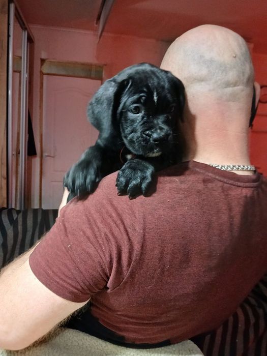 Породисті діти кане корсо шукають люблячу родину .