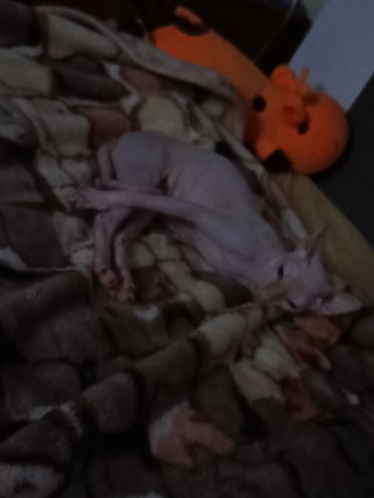 Девочка сфинкс ищет жениха