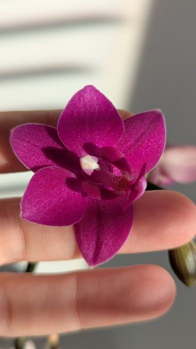 Орхідея ексклюзивна