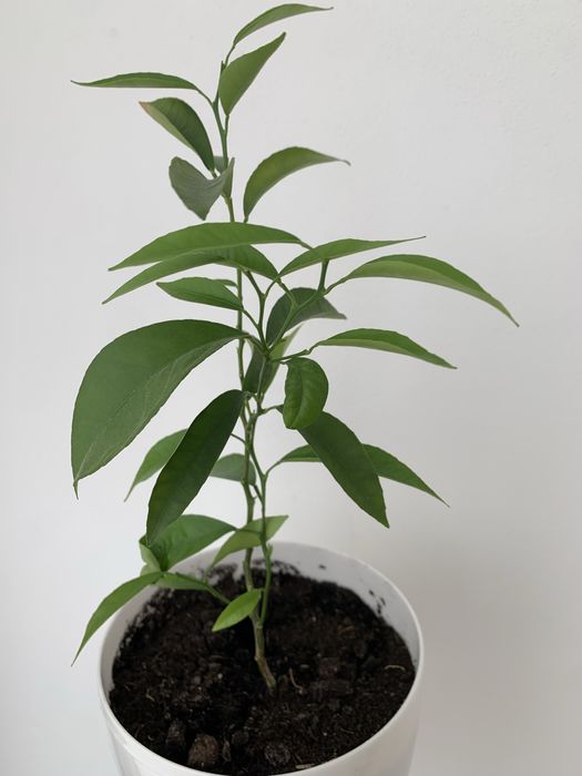 Мандаринове дерево