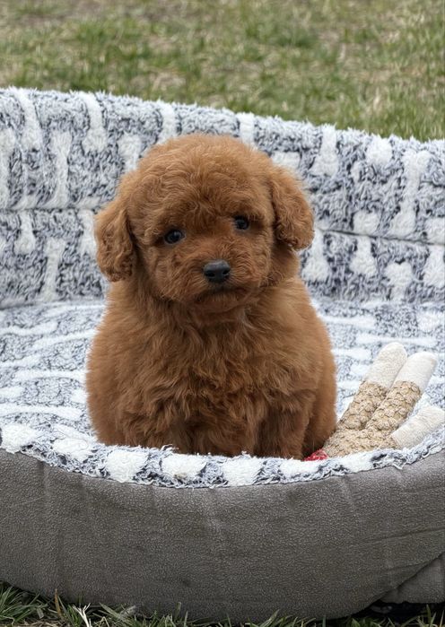 Pudel  Miniaturka  Red Brown Dziewczynka