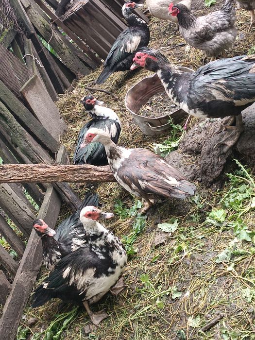 Качки 5штук  1 качур