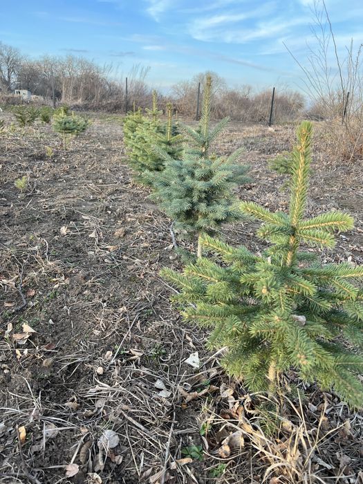 Ялинки зелені і блакитні