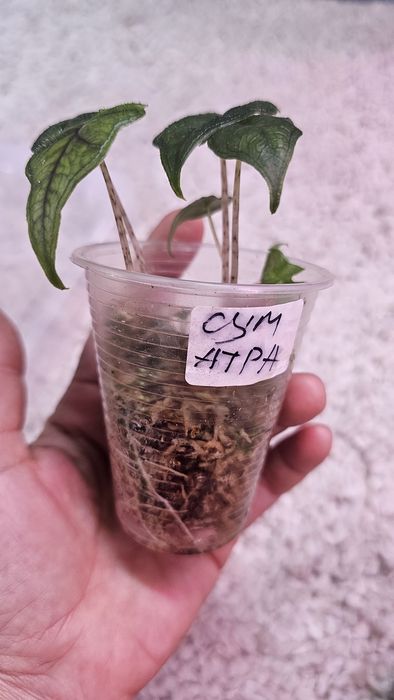 Алоказия детки  разные сорта