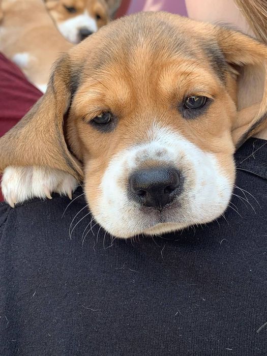 Молодой Бигль в поиске пары