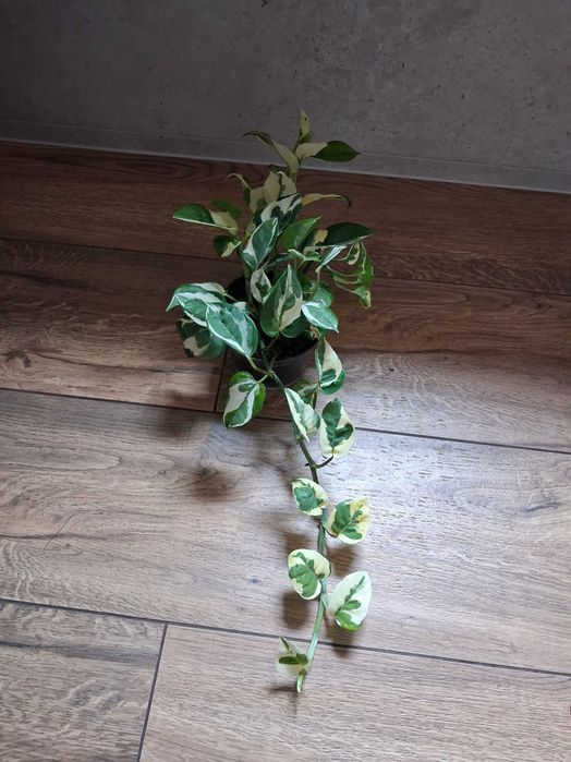 Epipremnum aureum 'N'joy' Epipremnum złociste