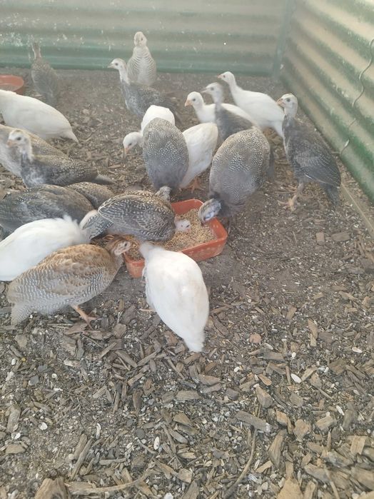 Galinhas de Angola