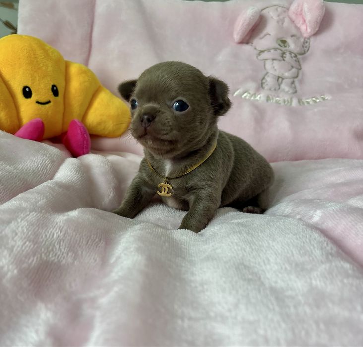 Chihuahua piękna liliowa suczka