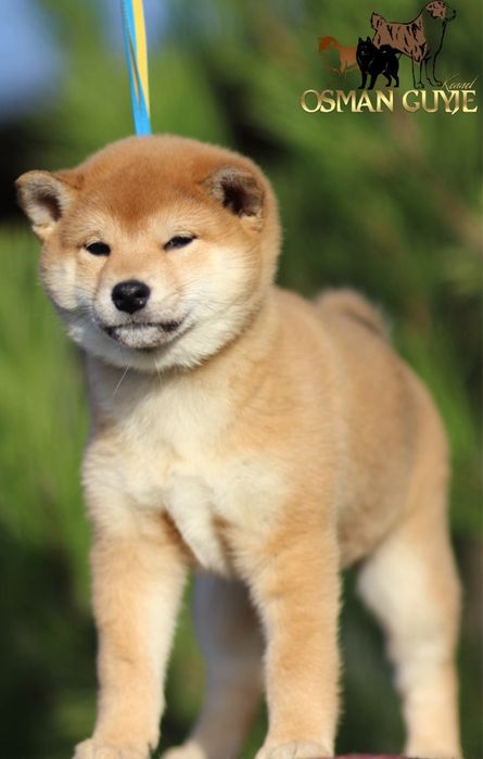 Дуже перспективна дівчинка Шиба іну , Сіба іну розплідник