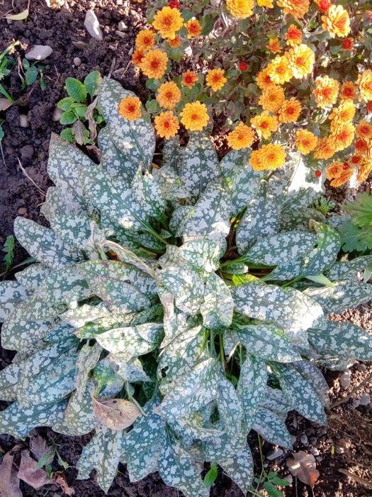 Хости та інші багаторічні рослини