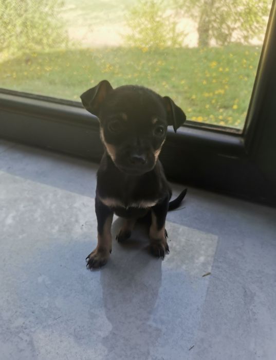 Rezerwacja maluchy Pinczerek miniaturowy