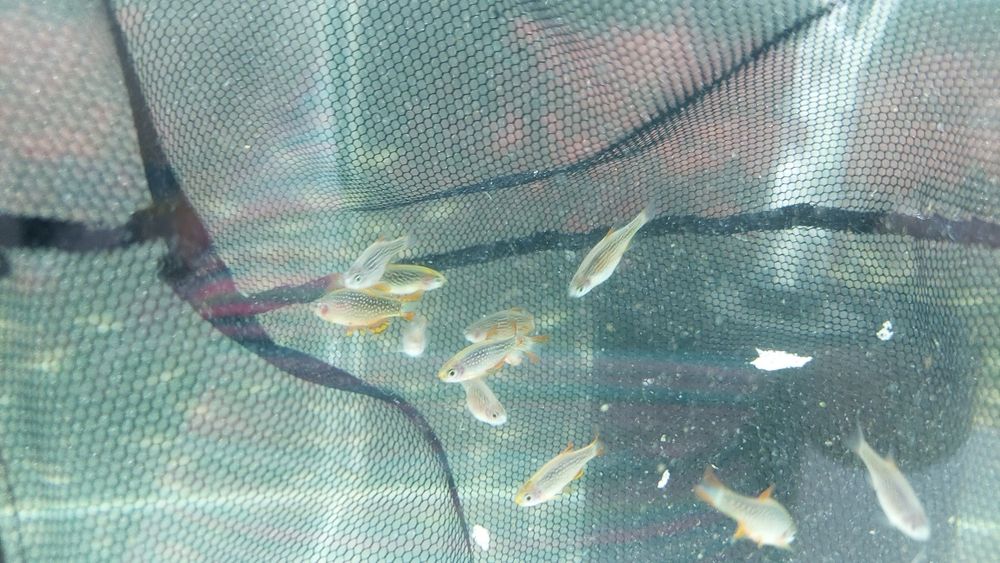 Razbora Galaxy / Danio perłowy (Danio margaritatus) WYSYŁKA AKWAWIN
