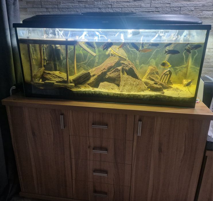 ! Akwarium Aquael 240L + unikatowe życie ! Malawi + żółwie