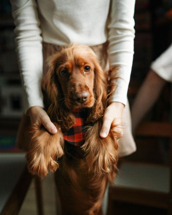 Cocker Spaniel Angielski - piesek