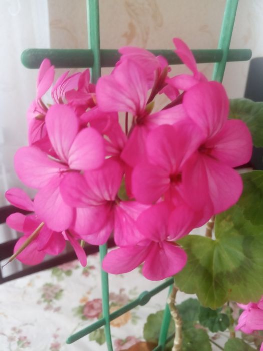 Комнатный цветок ПЕЛАРГОНИЯ: 60 грн. - Комнатные растения Харьков на Olx