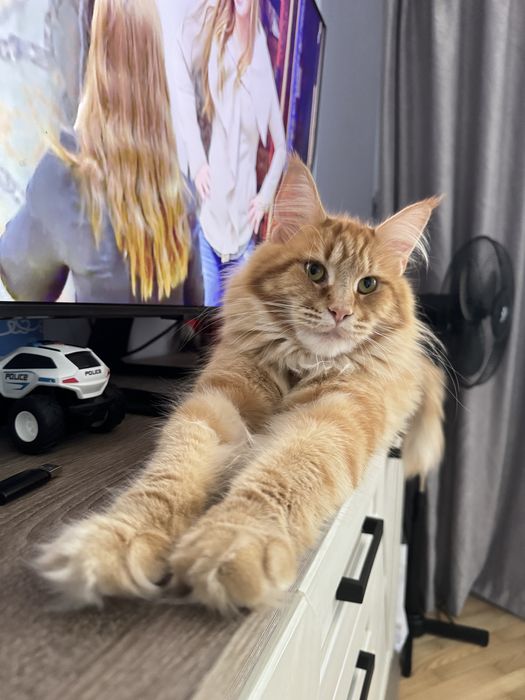 Вязка мейн кун дівчинка