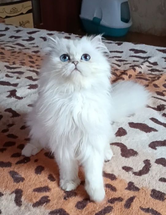 Мальчик шиншилла поинт хайленд