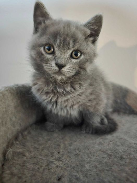 Kot Brytyjski Krótkowłosy Niebieski