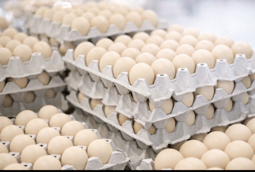 Świeże jaja  ściółka OKAZJA! Sprzedaż detaliczna i hurtowa