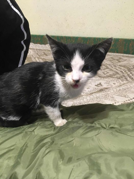 Котики в хороші руки