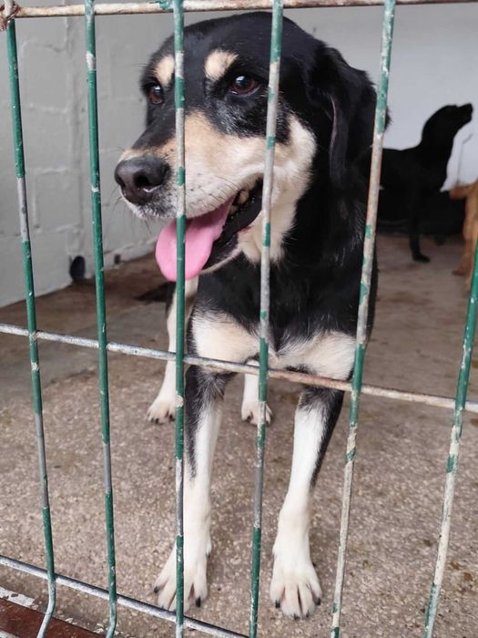 CAMÉLIA (Fêmea, Porte Médio) Para Adoção