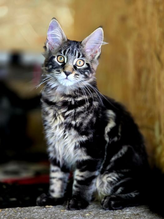 Maine Coon kocieta /