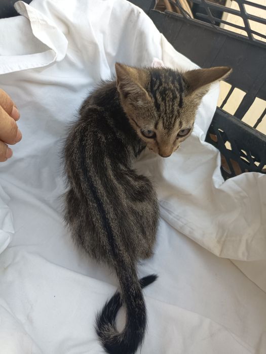 Gatinhos para adoção