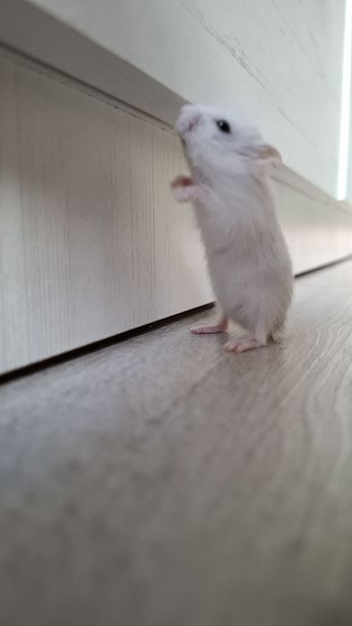 Джунгарики. Хомячки.