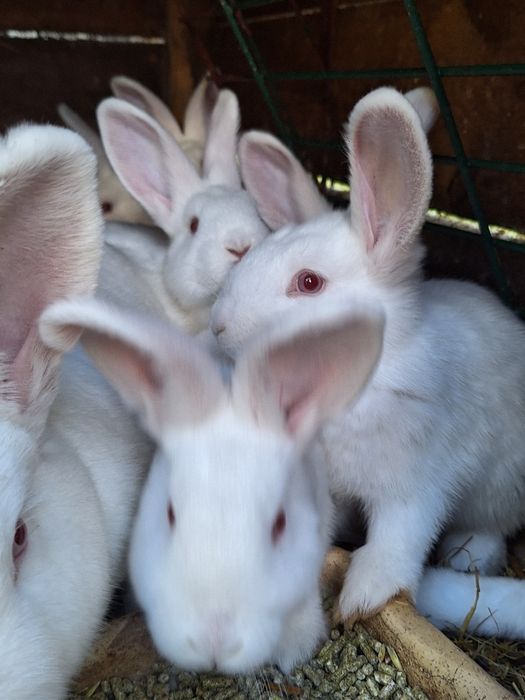 Młody królik nowozelandzki