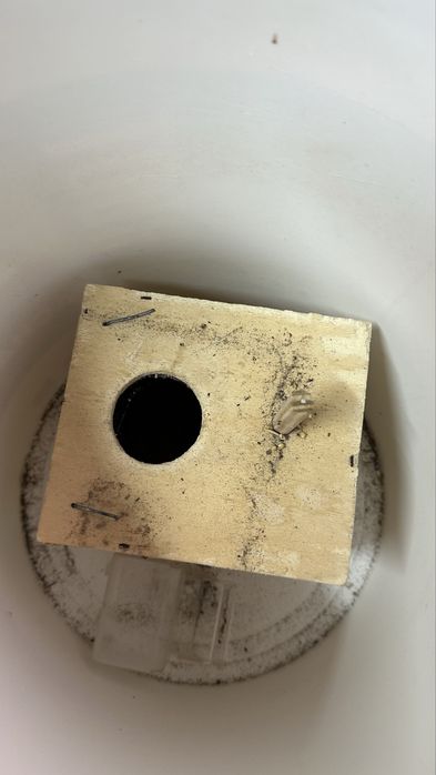 Acessorios dos passaros