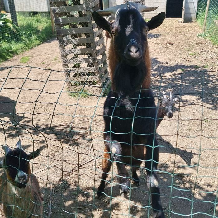 Cabrito / Bode com 20 meses de idade