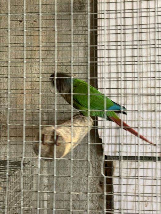 Pyrrura macho para despachar