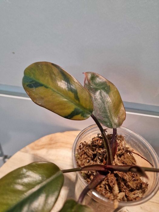 Philodendron black cardinal variegated Filodendron