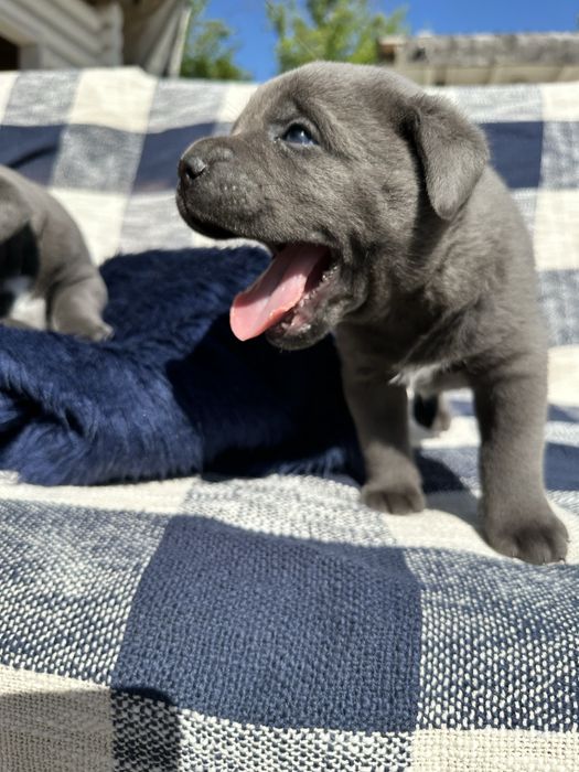 Голубий хлопчик Cane Corso, ім’я Ted, вік 1 місяць