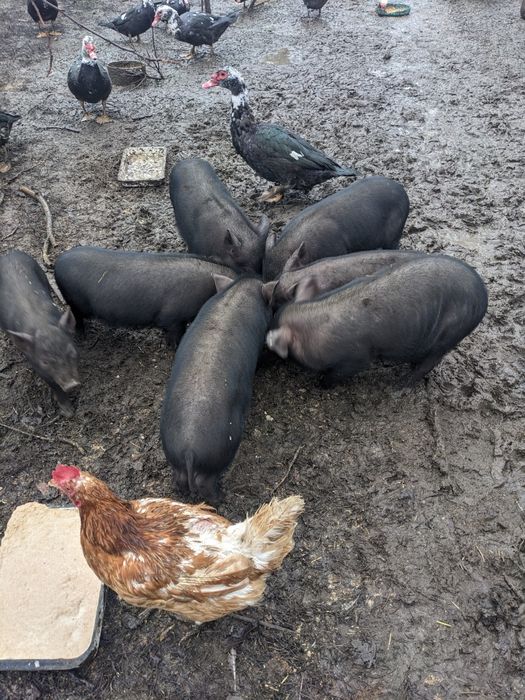 Поросята породы вьетнамские