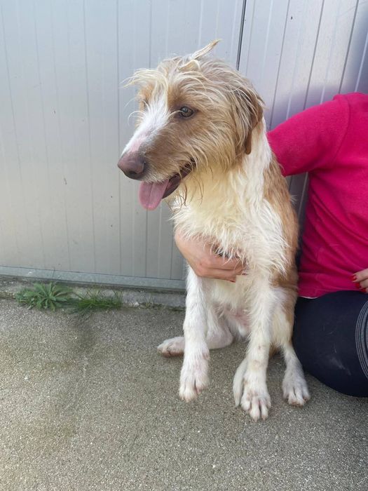Caozinho com 1 aninho e 3 meses