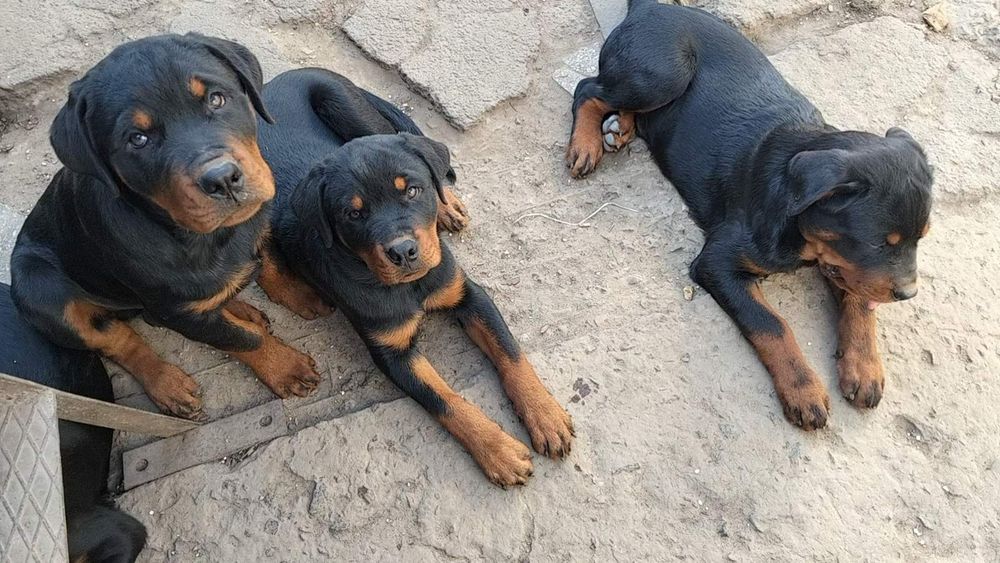 Ротвейлер, цуценята.