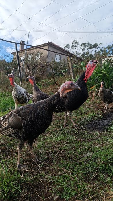 Reserva se perús para o natal