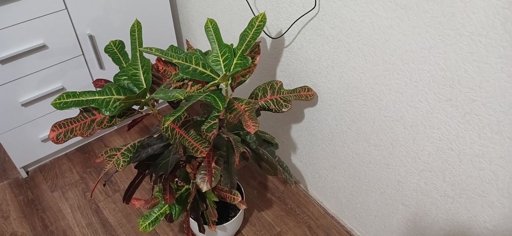 Цветок Кратон. .