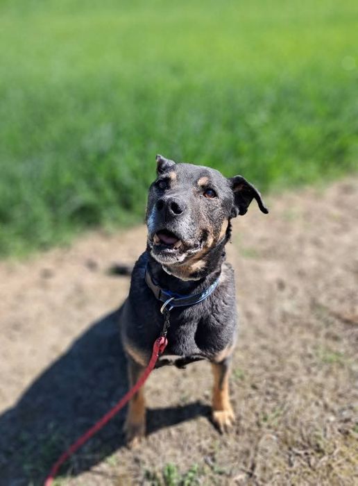 Kto pokocha Bakiego??