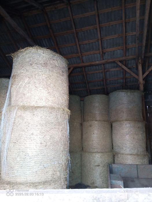 Siano 130 pierwszy pokos lub zamienię na słomę