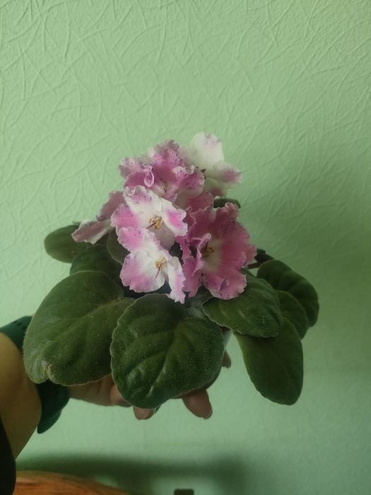 Продам молоду квітучу фіалку