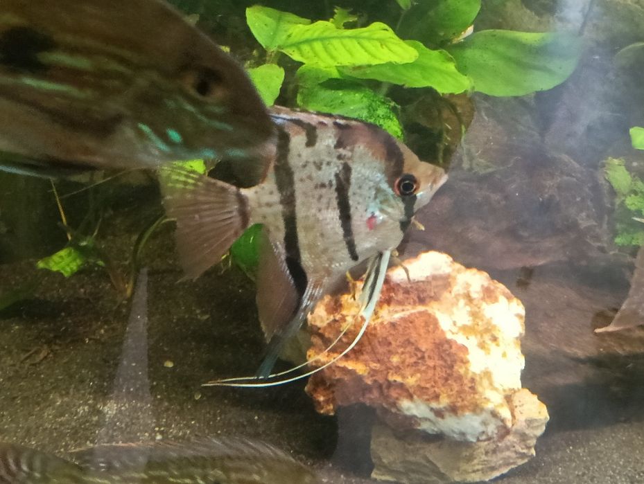 Pterophyllum scalare Rio Naya(Peru Altum) 15,17cm